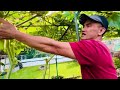 Lần đầu thấy cây bạc hà trổ bông- vườn rau người việt ở Toronto- nhánh cà hơn 100 trái