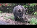A friendly giant boar.
