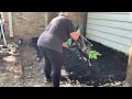 GARDEN EDITION/ Backyard cleanup and planting new perennials