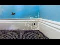 The Spider Life / Student After Effects animation