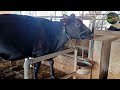 माजी उपमुख्यमंत्री अजितदादा पवार यांचा 55 गाईंचा मुक्त संचार गोठा || pawar farm katewadi