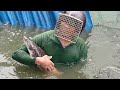 xem cảnh thu hoạch hầm cá lóc bông siêu to ở xã Khánh hòa châu phú