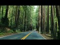 Navarro River Redwoods State Park 4K | California Highway 128 Scenic Drive