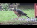 Sparrow Hawk in the Garden 17 03 15