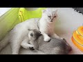 Scottish kittens grow, play and sleep so cute