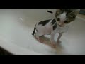 子猫を洗う　Wash the kitten
