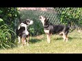 Gibson and Dasher Rat Terriers having fun howling at sirens