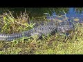 Walking 3 Hours in Florida Everglades National Park, Shark Valley | Next to Alligators!