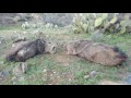 Javelina Troubles