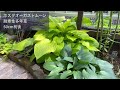 【スッキリした庭を保つ/引き算の庭作業】【涼感のある植物11選】