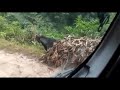 Watch: Black Panther In India! - Bagheera Found! #JungleBook #Bagheera