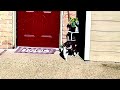 Twin Cats Stick Together! #cat #catlover #animal #nature #animallover #viral #viralvideo #viralvideo