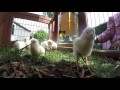 Bresse chicken (24v diy breeder)