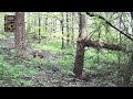 Wahnsinn im Wald #3: CAMPARK TC03, CAMPARK TC22 und ROLLEI HD2 versteckt im Wald