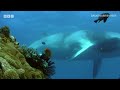 Great Barrier Reef | BBC Select