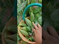 organic ridge gourds and amaranths harvest