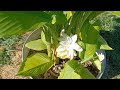 The Gardens /Greenhouses/ lots of Hydrangea propagations