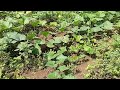 The pumpkin plants began to bloom and bear fruit