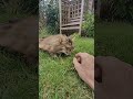 Fuss in the Garden for #PennyCat #cat #kittycat #portraitvideo