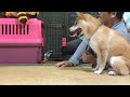 柴犬もも 子猫がうちにやってきた Shiba Inu and a kitten