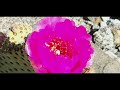 2024 Super bloom: Anza Borrego Desert State Park 3/16/2024
