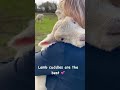 lamb cuddles are the best 🥹#shorts #viral #trending