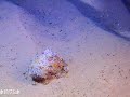 Baby octopus walking and hiding in sand