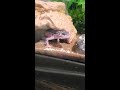 Feeding time for Steve! ( leopard gecko )