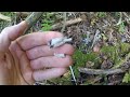 European Bittersweet and Parasitic Indian Pipe