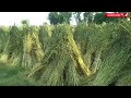 Harvesting Sesame Crop | Til ki fasal ki katai 🌾 | How to Harvest Sesame Crop | Sesame Production