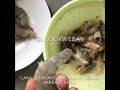 Cara Cuci Udang Sederhana Kecil