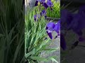 IRIS Flower, Time Lapse, Spring 2022, UK 🇬🇧