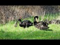 Zwarte Zwaan / Black Swan / Schwarze Schwan.