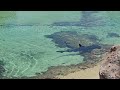 Hammerhead shark Atlantis Bahamas 8K