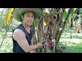 #30 simple paraan para manatiling malusog ang saging! no need fertilizer...