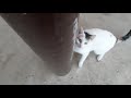 Petting a cat