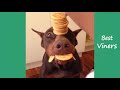Try Not To Laugh or Grin While Watching Funny Animals Vines - Best Viners 2017
