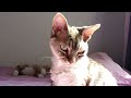 Pantse the Devon Rex cat