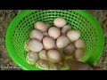 Harvest chicken eggs and sell them at the market. Make a cooling bath for the Ducks