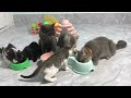 You Laugh You Lose😹Funniest Dogs and Cats 2024😻🐶