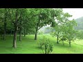 Rain from the porch Blue Ridge Mtns