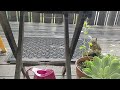 Squirrel finds seeds I planted yesterday