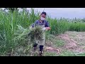 Farm Life | Harvesting giant goose eggs to sell at the market