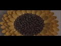 DIY: Pinecone Sunflower Centerpiece / Wall Art Decor {MadeByFate} #86