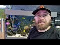 Keeping NEMO: What AQUARIUM & EQUIPMENT To Keep CLOWNFISH | Are Clownfish EXPENSIVE To Keep?