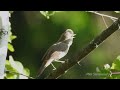 Blyth's reed warbler - Struikrietzanger