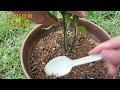 How to grow premium mango from store-bought premium Mango