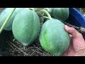 v51: Super Dwarf! How? Marcotting(air-layering) of Papaya (ENG SUB)