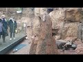 Meerkat Has a Pinata Problem - Lincoln Park Zoo