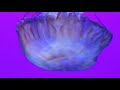 Jellyfish Hypnosis